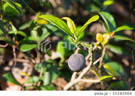 イタビカズラ イタビカズラ 35282009