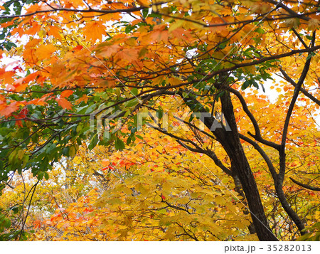 紅葉 日光 紅葉 日光 35282013
