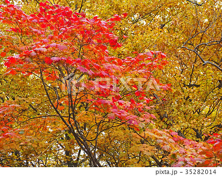 紅葉 日光 35282014