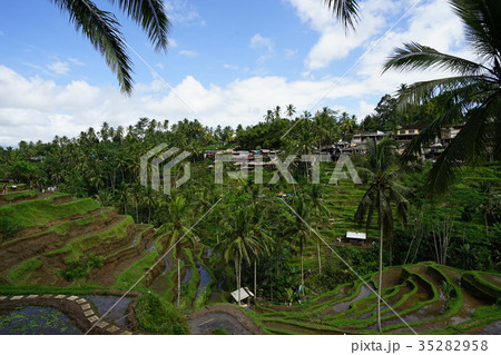Rice terrace of Desa Tegallalang (Indonesia) Rice terrace of Desa Tegallalang (Indonesia) 35282958