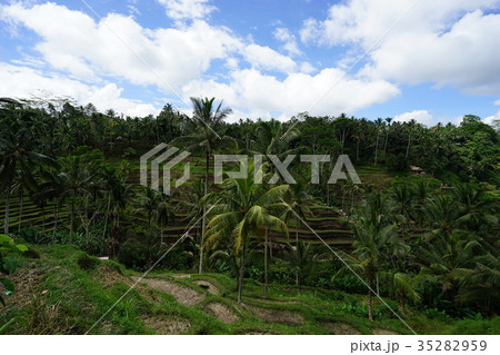 Rice terrace of Desa Tegallalang (Indonesia) Rice terrace of Desa Tegallalang (Indonesia) 35282959