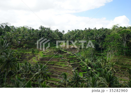 Rice terrace of Desa Tegallalang (Indonesia) 35282960