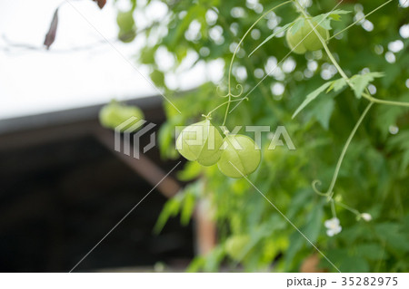 ホオズキ 多年草 観賞用 鬼灯 酸漿 自然 実 植物 季節 お盆 ほおずき市 風物詩 薬草 の写真素材