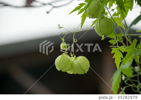 ホオズキ 多年草 観賞用 鬼灯 酸漿 自然 実 植物 季節 お盆 ほおずき市 風物詩 薬草 の写真素材