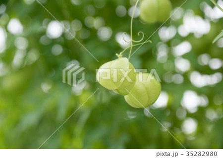 ホオズキ　多年草　観賞用　鬼灯　酸漿　自然　実　植物　季節　お盆　ほおずき市　風物詩　薬草　 35282980