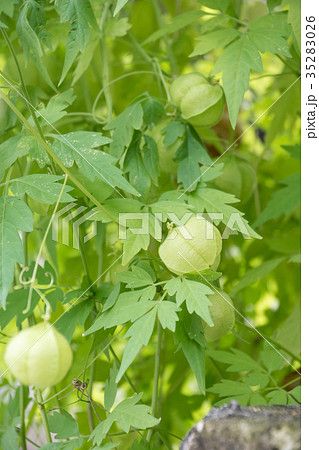 ホオズキ 多年草 観賞用 鬼灯 酸漿 自然 実 植物 季節 お盆 ほおずき市 風物詩 薬草 の写真素材 3526