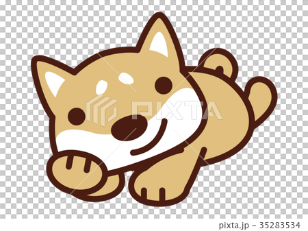 寝そべる柴犬のイラスト 35283534