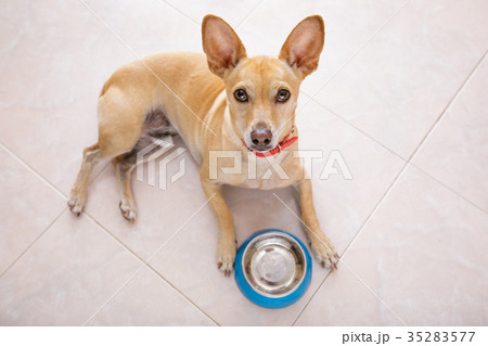 hungry dog with food bowl 35283577