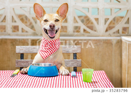 dog eating a the table with food bowl 35283796