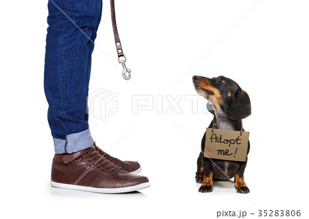 homeless dog to adopt 35283806