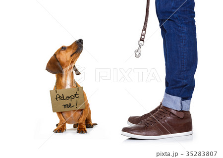 homeless dog to adopt 35283807