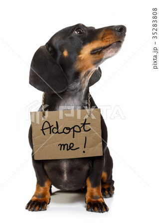 homeless dog to adopt 35283808