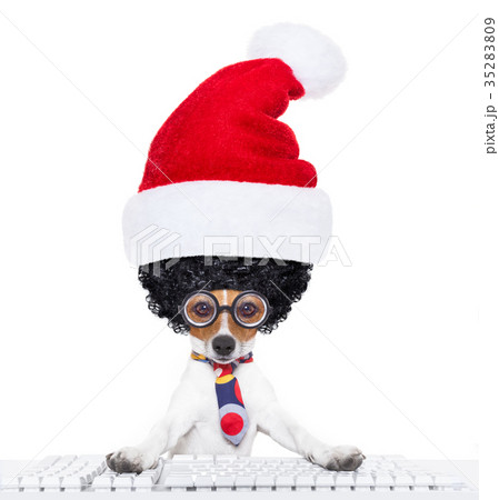 dog office worker on christmas holidays 35283809