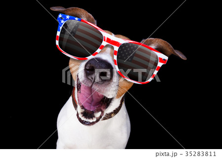 independence day 4th of july dog 35283811