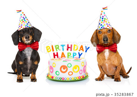 Happy Birthday Dogの写真素材