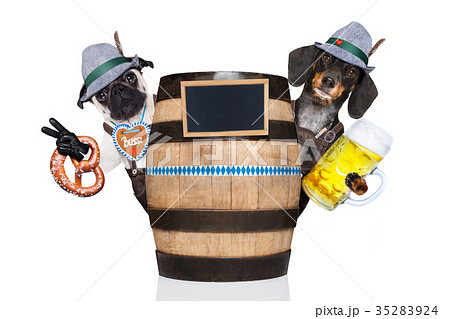 two bavarian dog 35283924