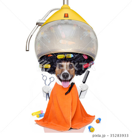 dog at the  hairdressers or groomer 35283933