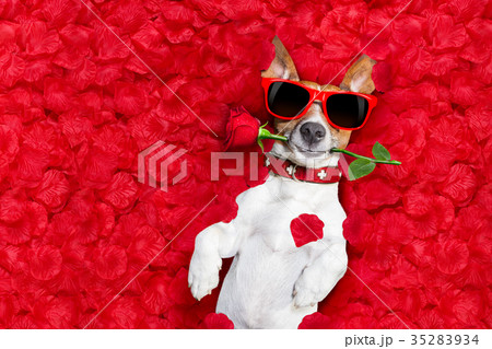 valentines dog in love 35283934