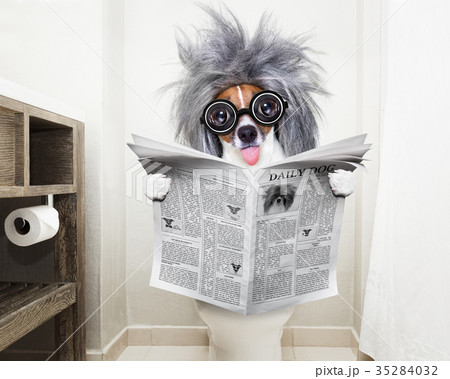 dog on toilet seat reading newspaper dog on toilet seat reading newspaper 35284032