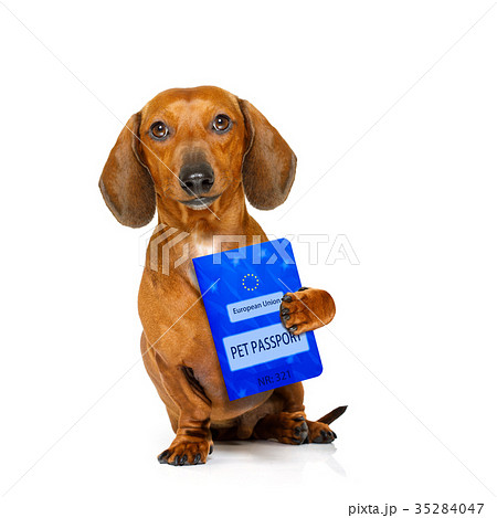dog with european pet  passport 35284047