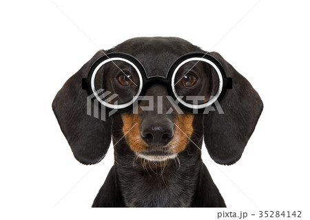 dumb nerd silly dachshund 35284142