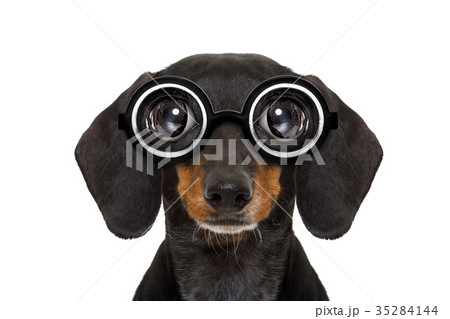 dumb nerd silly dachshund 35284144
