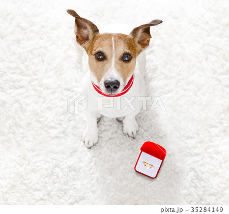 wedding proposal dog with marraige ring 35284149