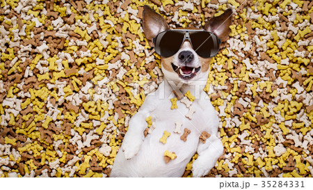 hungry dog in big  food mound 35284331