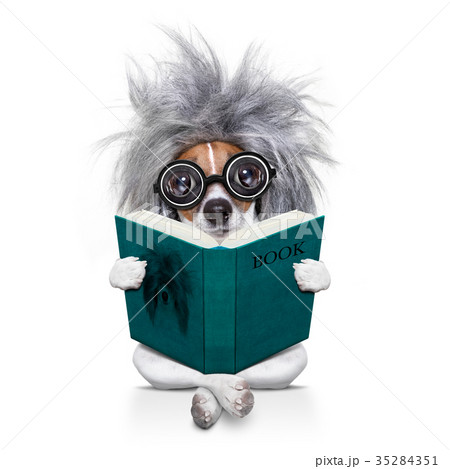 intelligent smart  dog reading a book 35284351