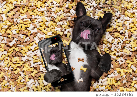 hungry dog in big  food mound 35284365