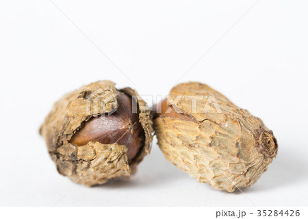 椎の実 35284426