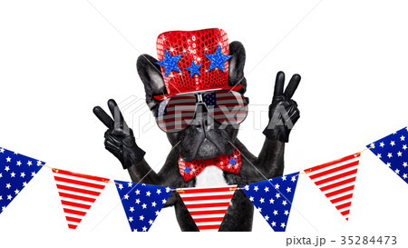 independence day 4th of july dog 35284473