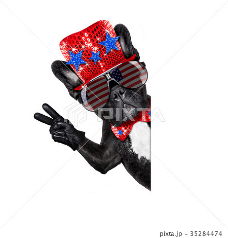 independence day 4th of july dog 35284474