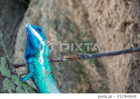 close up blue chameleon hold head on the tree 35284640