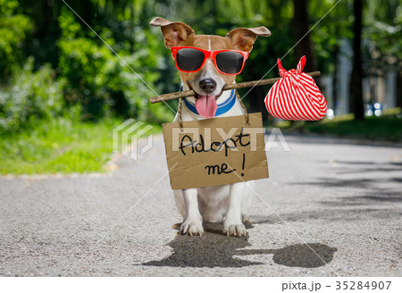lost  and homeless abandoned dog 35284907