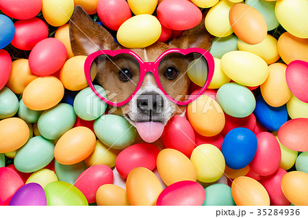 easter bunny dog with eggs 35284936