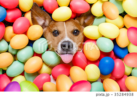 easter bunny dog with eggs 35284938