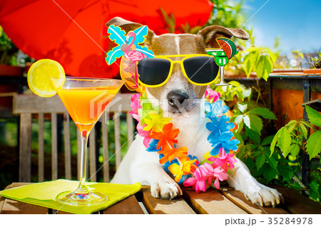 cocktail drink dog summer holiday cocktail drink dog summer holiday 35284978