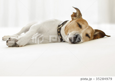 dog sick , ill or sleeping dog sick , ill or sleeping 35284979