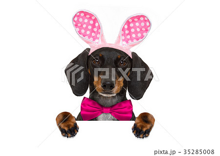 bunny easter ears dog bunny easter ears dog 35285008