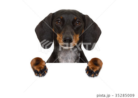 dachshund sausage dog banner dachshund sausage dog banner 35285009