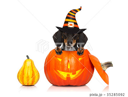 halloween  ghost  dog trick or treat 35285092