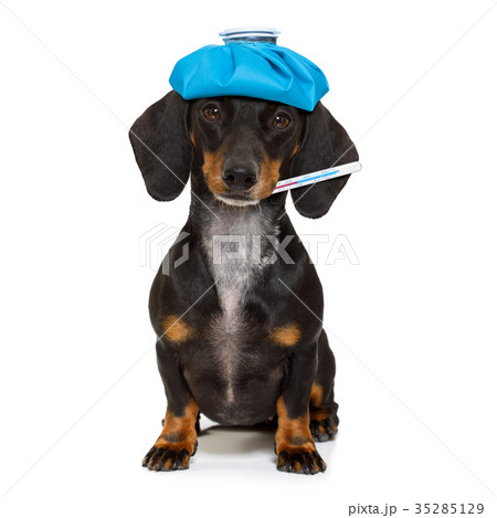 ill sick dog with illness 35285129