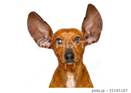 dog listening  carefully 35285167