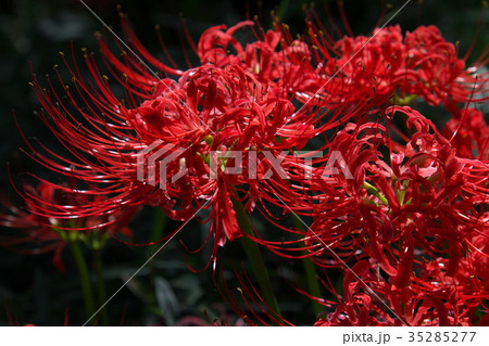 彼岸花 35285277