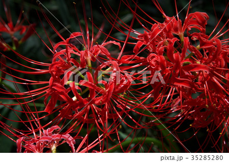 彼岸花 35285280