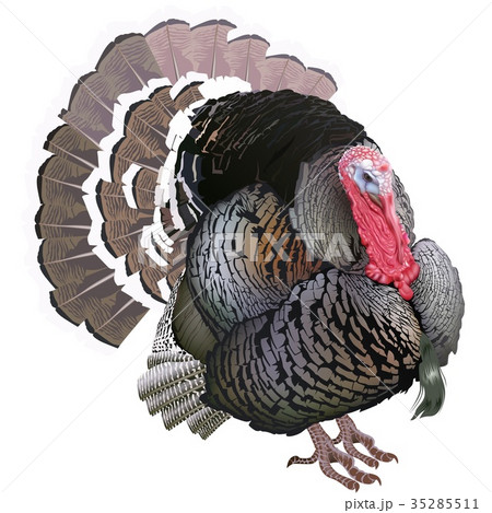 Turkey Bird 35285511