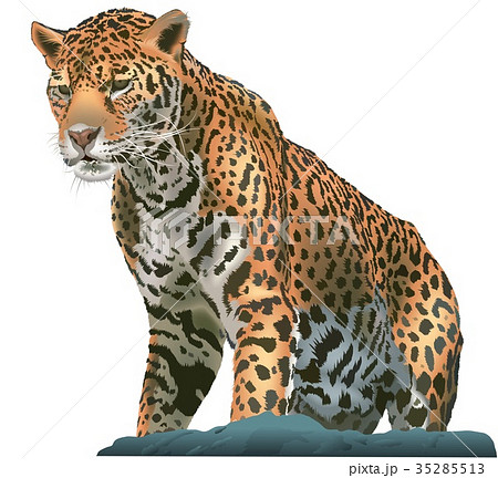 Standing Leopard On A Rockのイラスト素材
