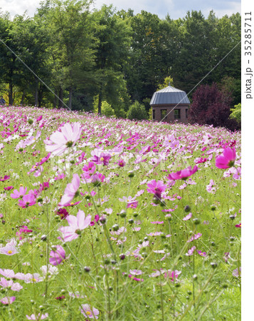 コスモス畑とその向こうに見えるサイロ風展望台 35285711