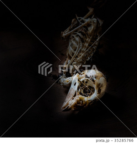 Closeup of sparrow skull in dark 35285766